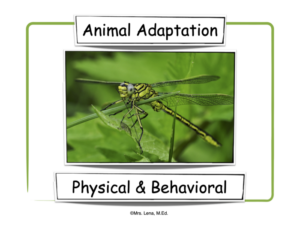 animal adaptation- lesson & activities - no prep pack