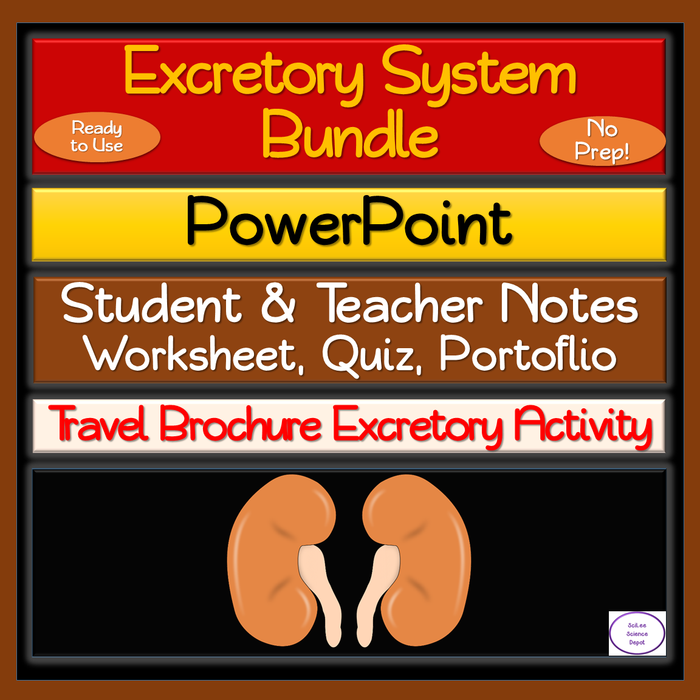 Excretory System NO PREP Bundle: PowerPoint, Guided Notes, Worksheet, Activity, Study Guide, Quiz, & Test