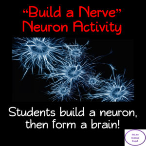 build a nerve activity