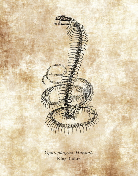 Ophiophagus Hannah Skeleton Drawing King Cobra Classroom Wall Art