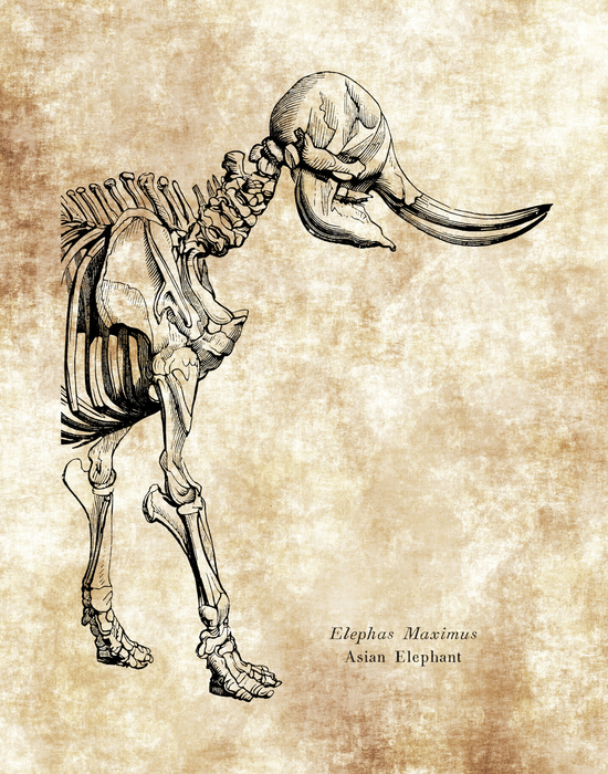 Elephas Maximus Skeleton Drawing Asian Elephant Classroom Wall Print