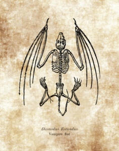 desmodus rotundus skeleton drawing vampire bat science lab wall art