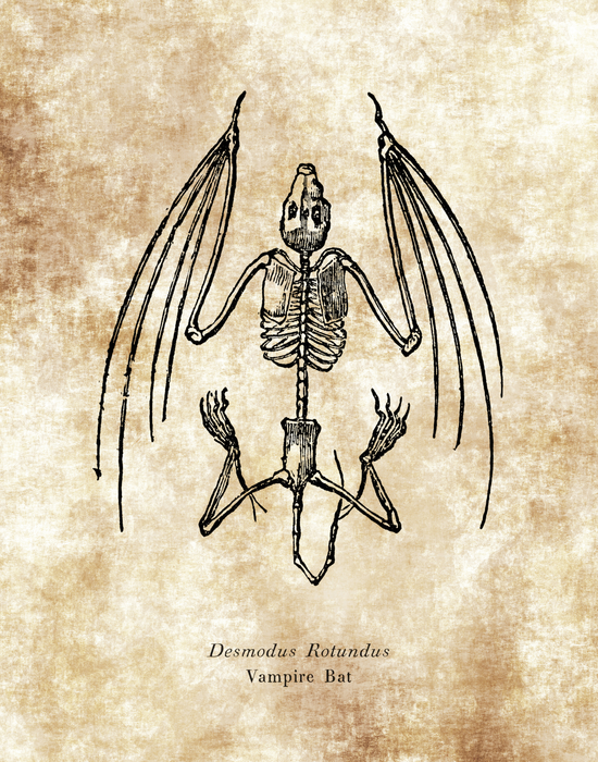 Desmodus Rotundus Skeleton Drawing Vampire Bat Science Lab Wall Art