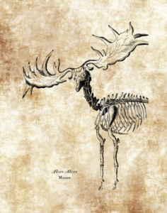 alces skeleton drawing moose science class wall art