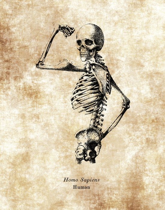 Homo Sapiens Skeleton Drawing Human Body Science Lab Wall Art