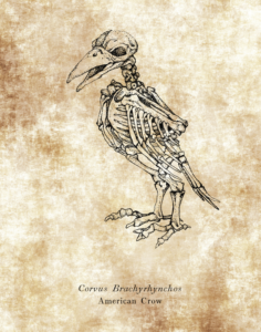 corvus brachyrhynchos skeleton drawing classroom wall art