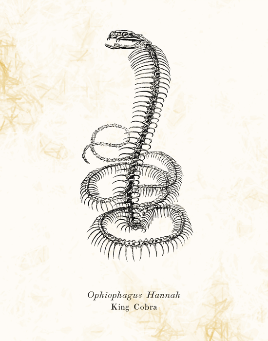 Ophiophagus Hannah Skeleton Drawing Classroom Wall Art