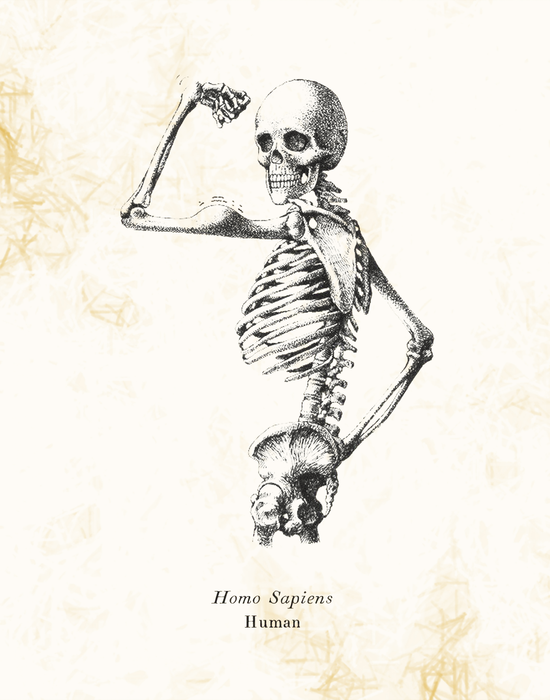 Homo Sapiens Skeleton Drawing Classroom Wall Art