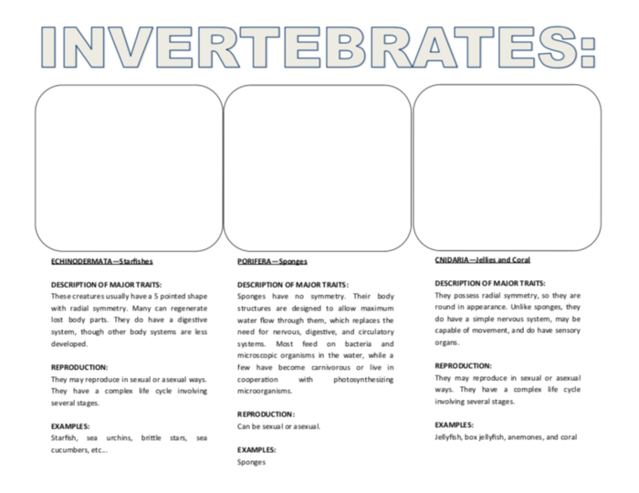 Biology Research Project - animal classifications for invertebrates all 9 groups