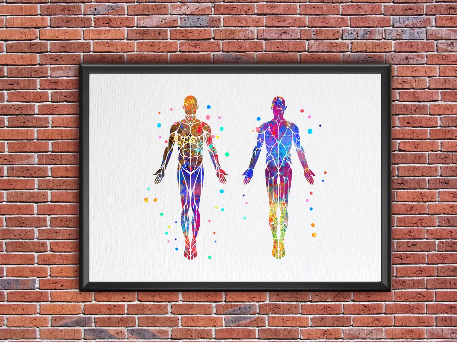 Dignovel Studios 8X10 Unframed Muscular System Human Body Anatomy Watercolor Art Print Poster Housewarming Wall Giclee Office Home Decor DN532