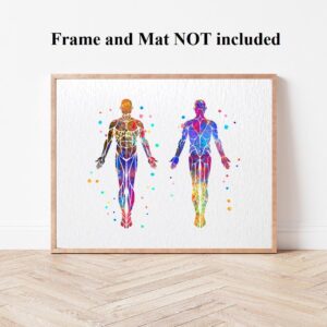 Dignovel Studios 8X10 Unframed Muscular System Human Body Anatomy Watercolor Art Print Poster Housewarming Wall Giclee Office Home Decor DN532