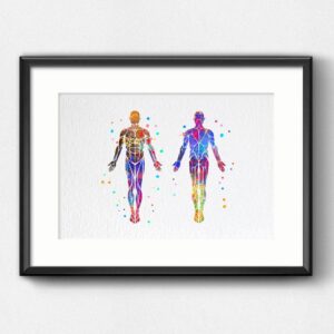 Dignovel Studios 8X10 Unframed Muscular System Human Body Anatomy Watercolor Art Print Poster Housewarming Wall Giclee Office Home Decor DN532