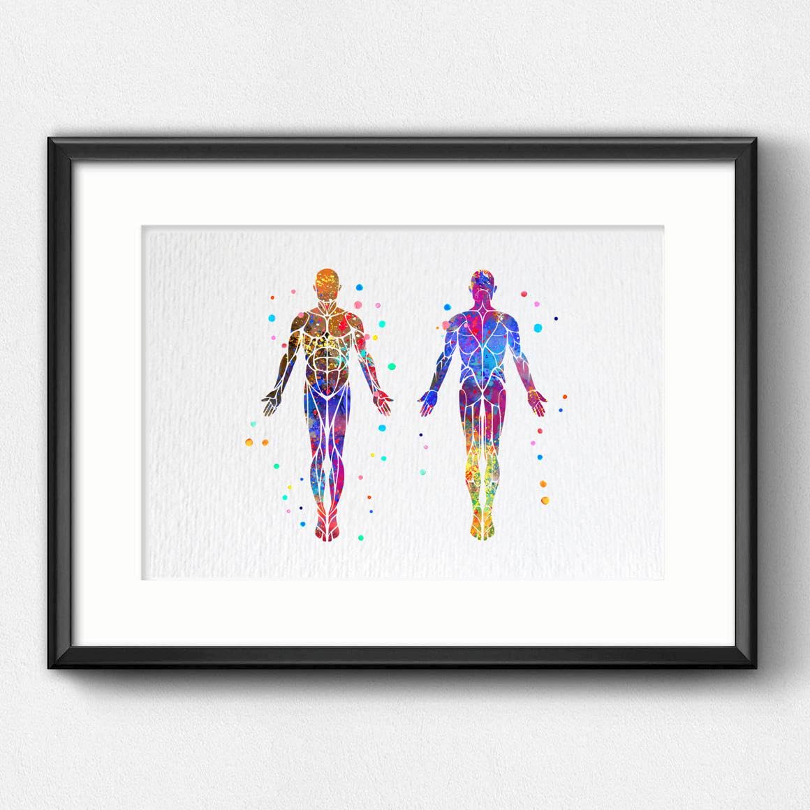 Dignovel Studios 8X10 Unframed Muscular System Human Body Anatomy Watercolor Art Print Poster Housewarming Wall Giclee Office Home Decor DN532