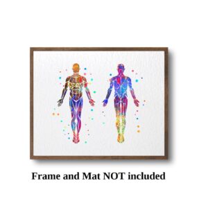 Dignovel Studios 8X10 Unframed Muscular System Human Body Anatomy Watercolor Art Print Poster Housewarming Wall Giclee Office Home Decor DN532