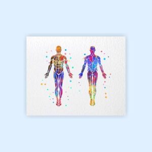 Dignovel Studios 8X10 Unframed Muscular System Human Body Anatomy Watercolor Art Print Poster Housewarming Wall Giclee Office Home Decor DN532