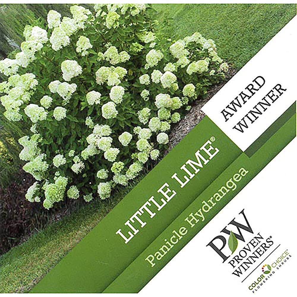 Proven Winner Little Lime Hydrangea 2 Gal, Green to Pink Blooms