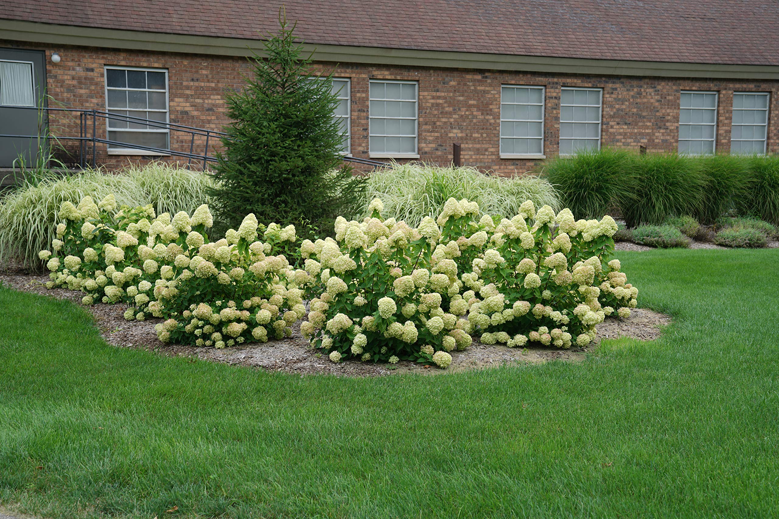 Proven Winner Little Lime Hydrangea 2 Gal, Green to Pink Blooms