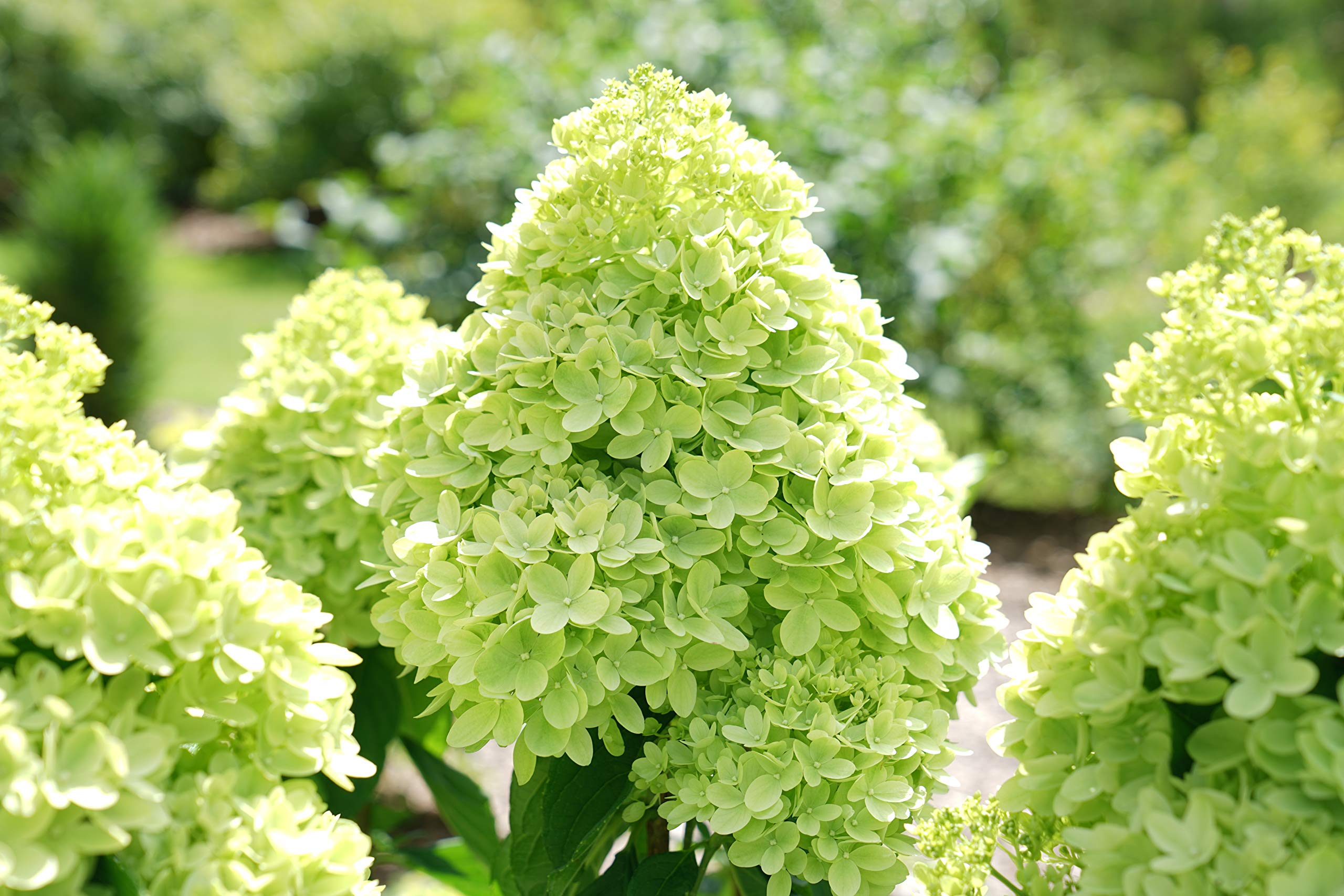 Proven Winner Little Lime Hydrangea 2 Gal, Green to Pink Blooms