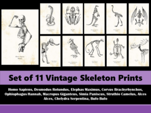 skeleton drawings set of 11 biology classroom wall prints