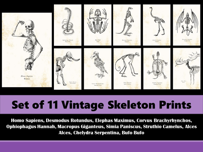 Skeleton Drawings Set of 11 Biology Classroom Wall Prints