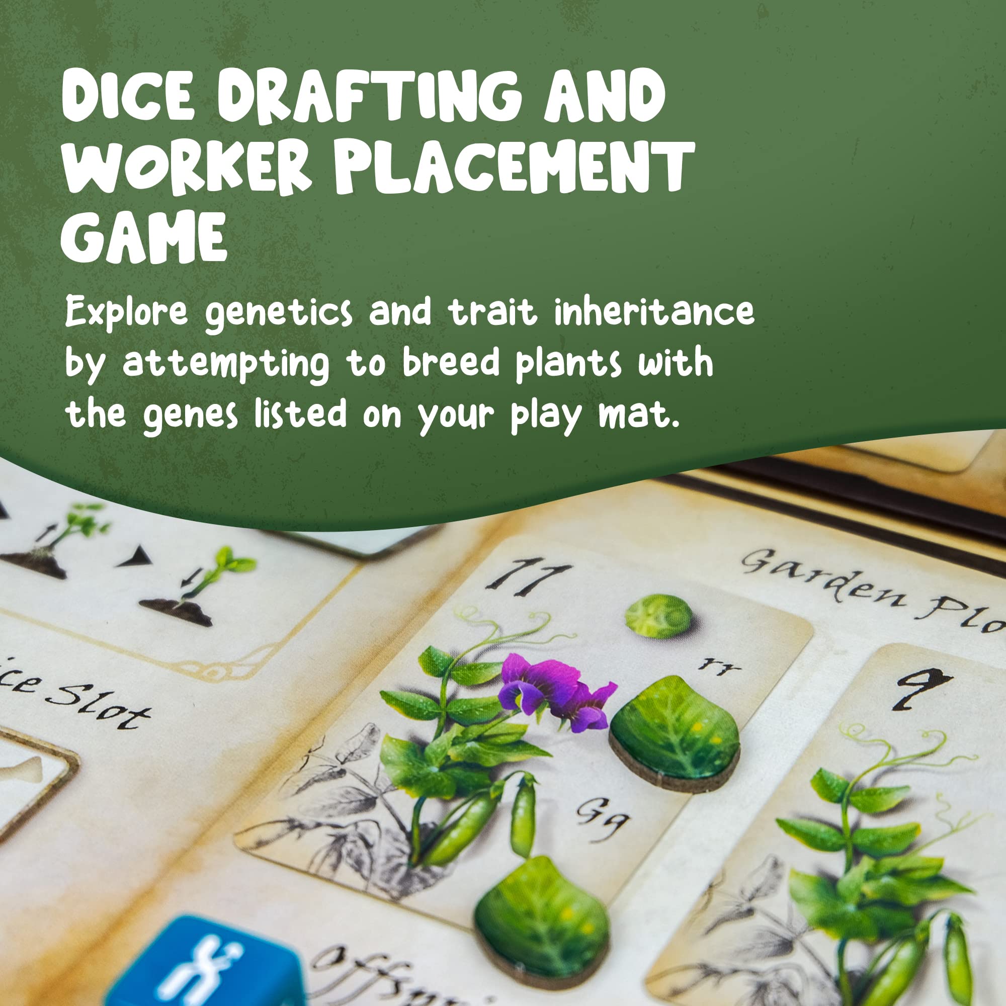 Genotype: Mensa Award Winning Genetics Board Game about Mendel's Pea Plants