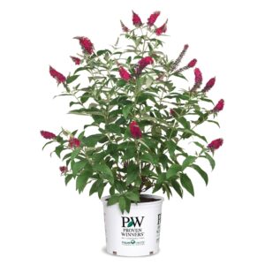 proven winner miss molly buddleia 2 gal, pink and red blooms