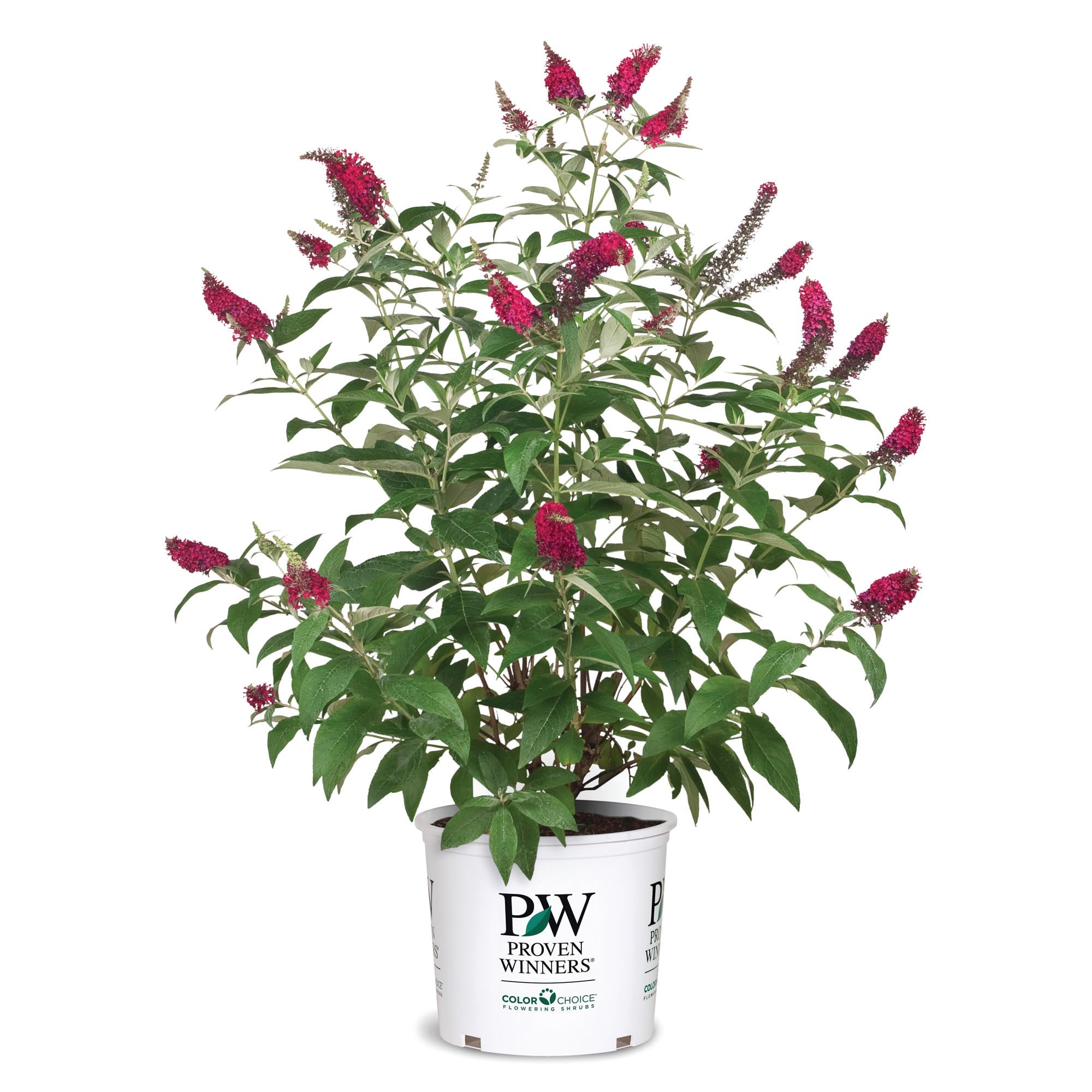 Proven Winner Miss Molly Buddleia 2 Gal, Pink and Red Blooms