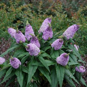 Proven Winner Pugster Amethyst 2 Gal. Buddleia, Purple Blooms