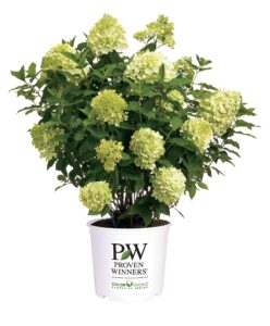 2 gal. limelight prime hydrangea shrub, green to pink blooms