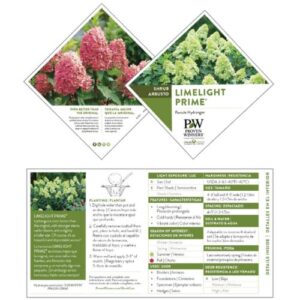 2 Gal. Limelight Prime Hydrangea Shrub, Green to Pink blooms