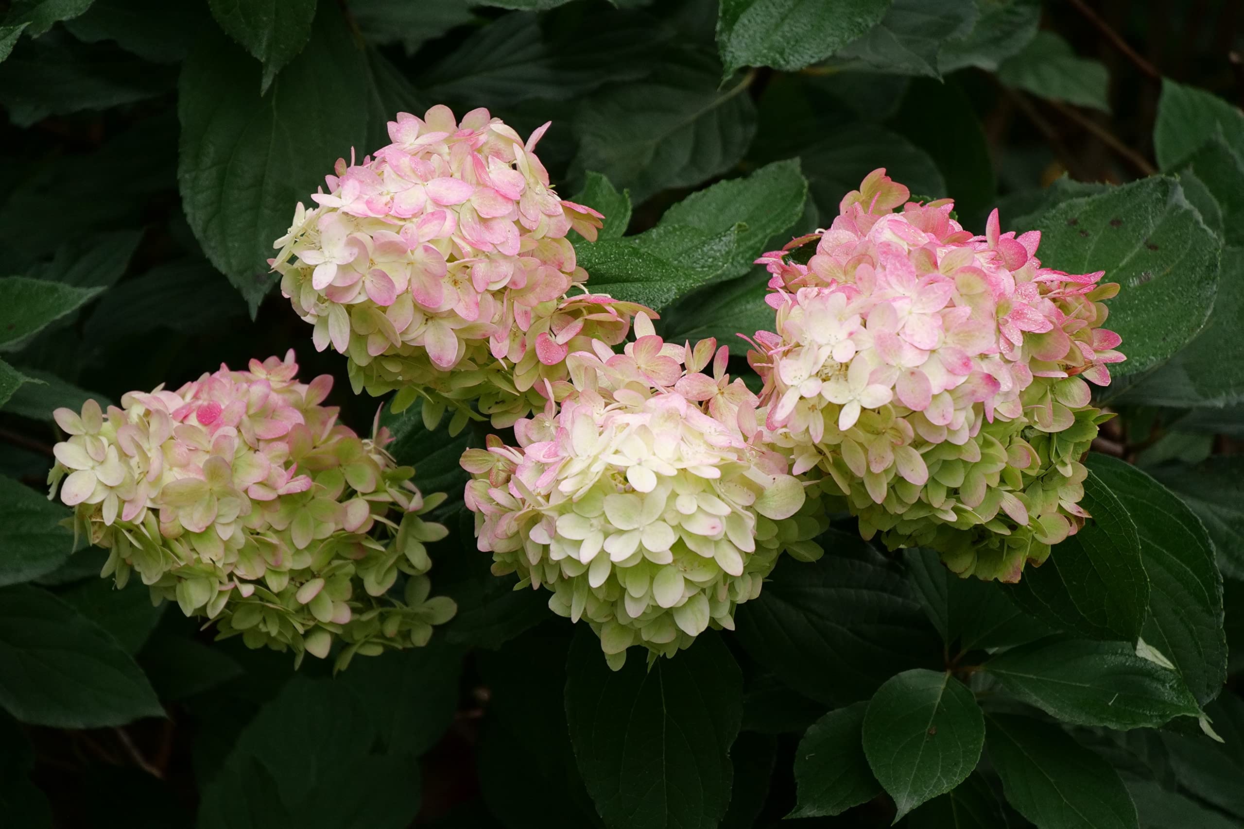 2 Gal. Limelight Prime Hydrangea Shrub, Green to Pink blooms