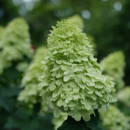 2 Gal. Limelight Prime Hydrangea Shrub, Green to Pink blooms