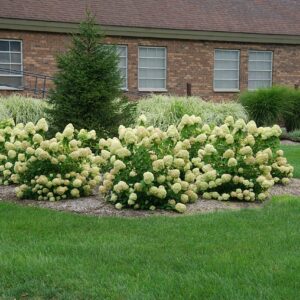 Proven Winner Little Lime Hydrangea 2 Gal, Green to Pink Blooms