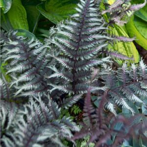 crested surf japanese painted fern - athyrium - hardy - proven winner-gallon pot