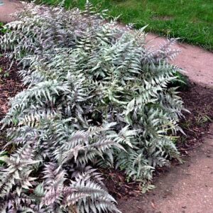 Crested Surf Japanese Painted Fern - Athyrium - Hardy - Proven Winner-Gallon Pot