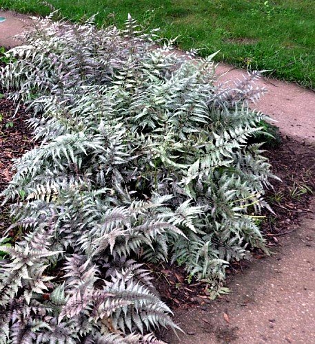 Crested Surf Japanese Painted Fern - Athyrium - Hardy - Proven Winner-Gallon Pot