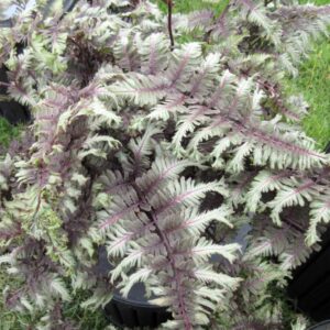 Crested Surf Japanese Painted Fern - Athyrium - Hardy - Proven Winner-Gallon Pot