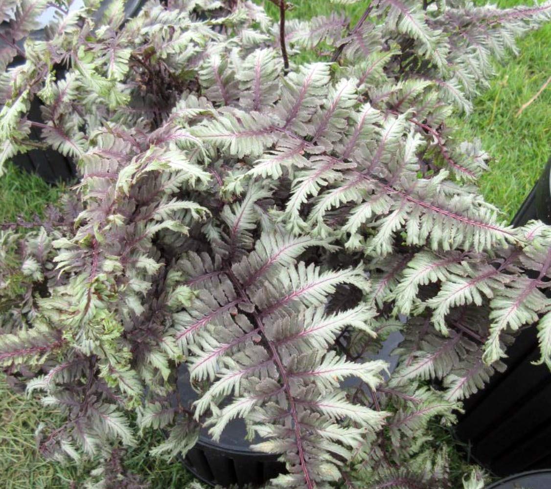 Crested Surf Japanese Painted Fern - Athyrium - Hardy - Proven Winner-Gallon Pot