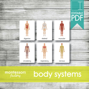 human body systems • montessori cards • flash cards • three part cards • nomenclature cards • educational material • montessori printable • editable pdf