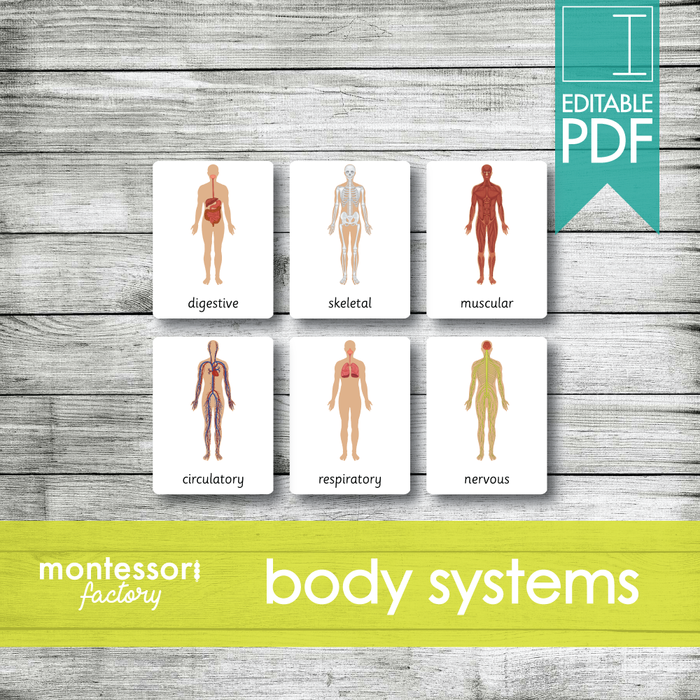 HUMAN BODY Systems • Montessori Cards • Flash Cards • Three Part Cards • Nomenclature Cards • Educational Material • Montessori Printable • Editable PDF