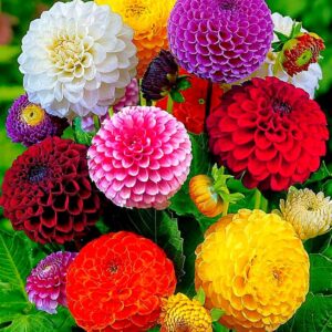 Seeds Dahlia Pompon Mix Flower Annual Beautiful Outdoor Garden Cut for Planting Non GMO