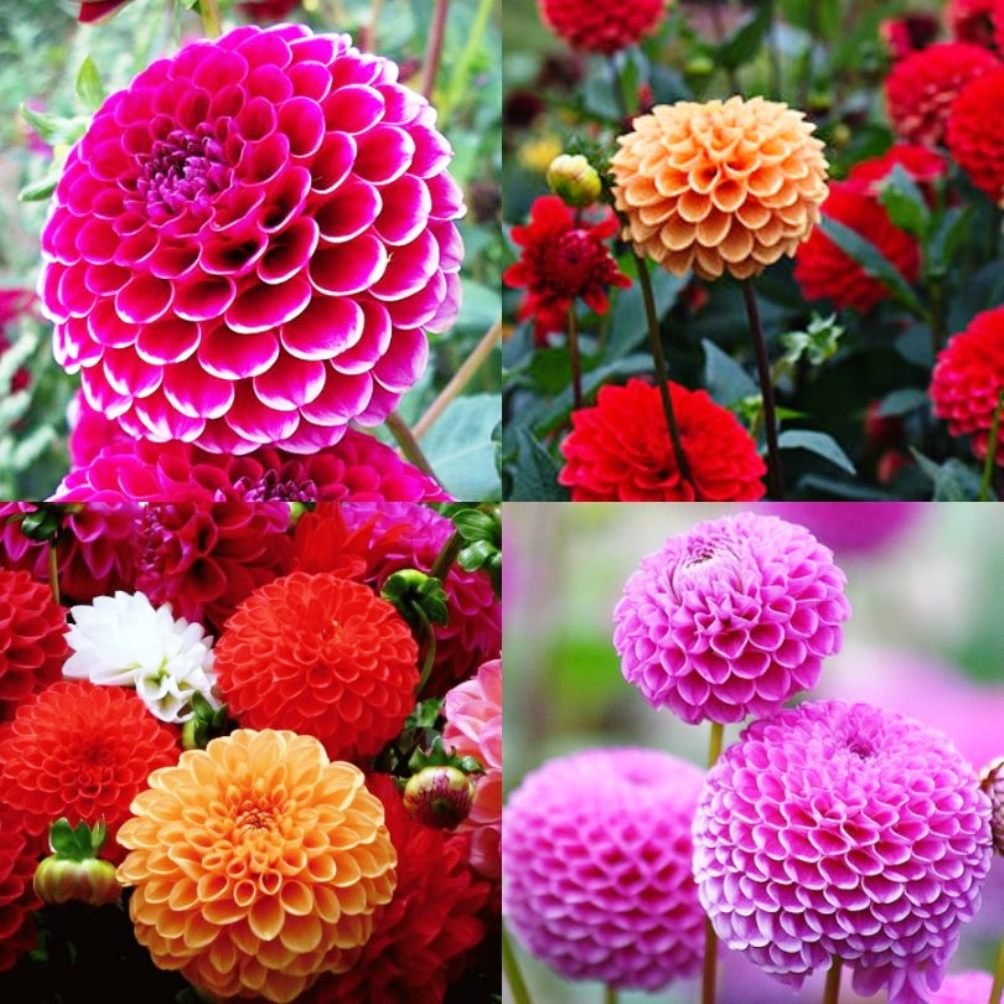 Seeds Dahlia Pompon Mix Flower Annual Beautiful Outdoor Garden Cut for Planting Non GMO