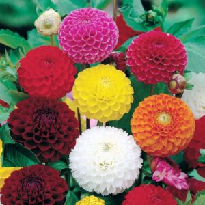 Seeds Dahlia Pompon Mix Flower Annual Beautiful Outdoor Garden Cut for Planting Non GMO