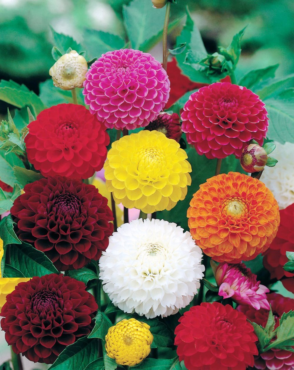 Seeds Dahlia Pompon Mix Flower Annual Beautiful Outdoor Garden Cut for Planting Non GMO