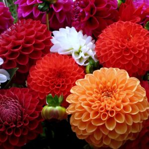 Seeds Dahlia Pompon Mix Flower Annual Beautiful Outdoor Garden Cut for Planting Non GMO