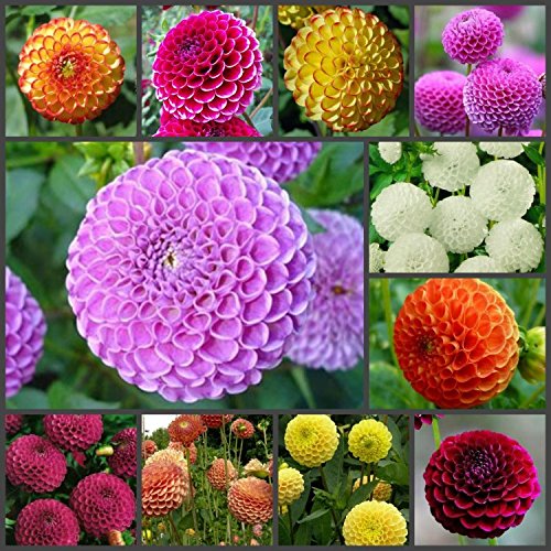 Seeds Dahlia Pompon Mix Flower Annual Beautiful Outdoor Garden Cut for Planting Non GMO