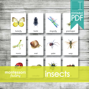 insects bugs • montessori cards • flash cards • three part cards • nomenclature cards • educational material • printable • editable pdf