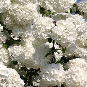 chinese snowball viburnum (2.5 gallon) flowering semi-evergreen shrub with white hydrangea-like blooms - full to part sun live outdoor plant…