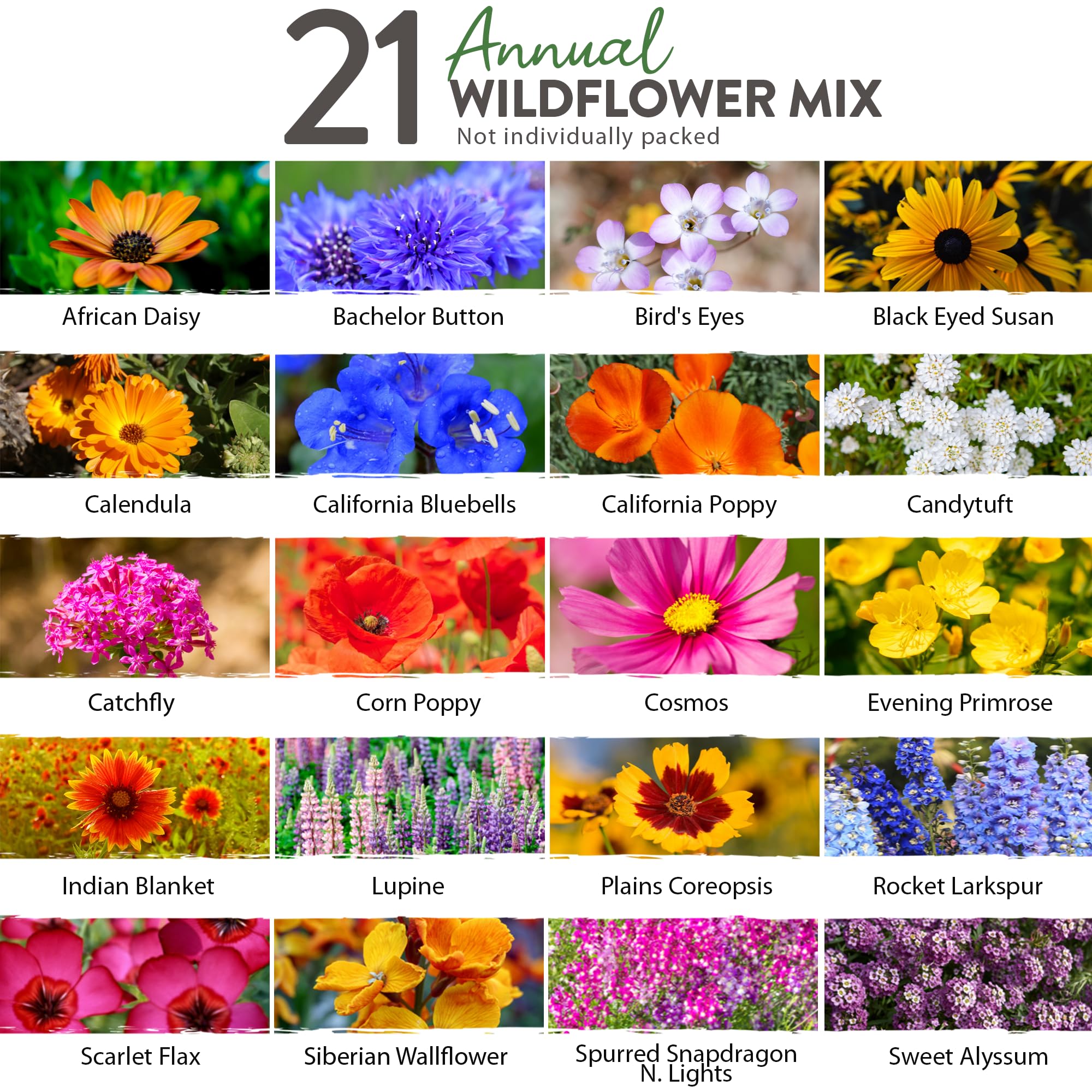 HOME GROWN 112,000+ Wildflower Seeds: Bulk Mix of 21 Varieties, Non-GMO Wild Flower Seed | Bee and Butterfly Garden Variety Pack | Annual Flowers Seeds for Planting |Native Wildflowers for Your Garden