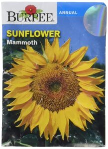 burpee sunflower seed, 1 ea